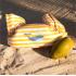Ръкавели с опора за гърдите за деца с тегло 15-30 кг - Swim Essentials"Yellow-White Whale"