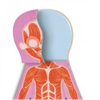 Образователен магнитен пъзел Hape, Човешко тяло, 68 части