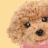 Плюшено куче Пудел Бисквитка 23 см Studio Pets