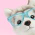 Плюшено куче Хъски Улфи 23 см Studio Pets