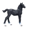 381000_Hanoverian_Foal_Black_5_500x500