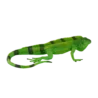 381095_Iguana_2_500x500