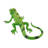 381095_Iguana_3_500x500