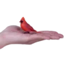 381117_Red_Cardinal_7_500x500