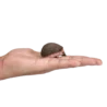 387035_Hedgehog_1_500x500