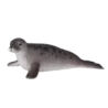 387091_Grey_Seal_6_500x500