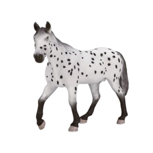 Жребец порода Апалуза Mojo ANIMAL PLANET