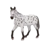 387108_Appaloosa_Stallion_2_500x500