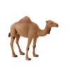 387113_Arabian_Camel_5_500x500