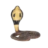 387126_King_Cobra_2_500x500