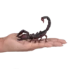 387133_Emperor_Scorpion_1_500x500