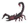 387133_Emperor_Scorpion_6_500x500