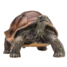 387259_Giant_Turtle_1_500x500