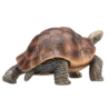 387259_Giant_Turtle_2_500x500