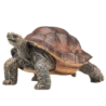 387259_Giant_Turtle_4_500x500