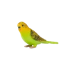 387262_Budgerigar_Green_2_500x500
