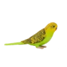 387262_Budgerigar_Green_4_500x500