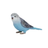 387292_Budgerigar_Blue_2_500x500